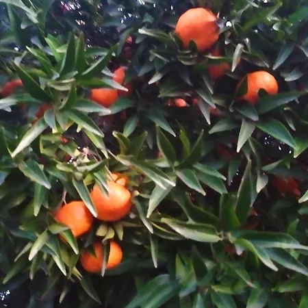 Peter's Traditional House Apartament Sykia Chalkidikis